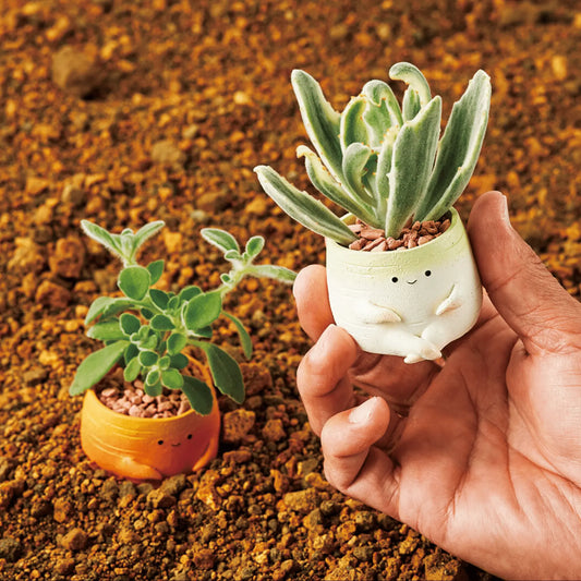 【肉肉植物園】紅白蘿蔔 多肉植物套組(總件數2) - 拼肉肉 Puzzle Of Succulent