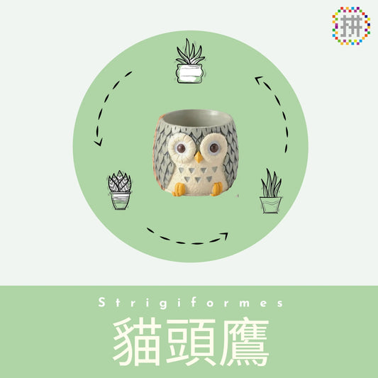 【肉肉動物園】-日本進口雙色貓頭鷹多肉植物盲盒X2 每色各1 拼肉肉 Puzzle Of Succulent