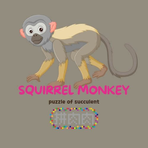 【亞馬遜叢林組合】把熱帶雨林搬到你的辦公桌!(4入組) 眼鏡猴可愛插圖