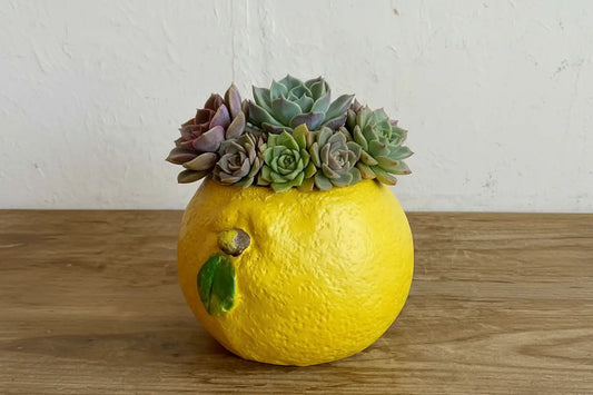 🍋 【肉肉植物園】仲夏樂園!鮮黃巨萌檸檬 X 夢幻多肉多重奏 (少數大盆限量版|開箱即擺|專業多肉拼盤種植到好) 拼肉肉 Puzzle Of Succulent