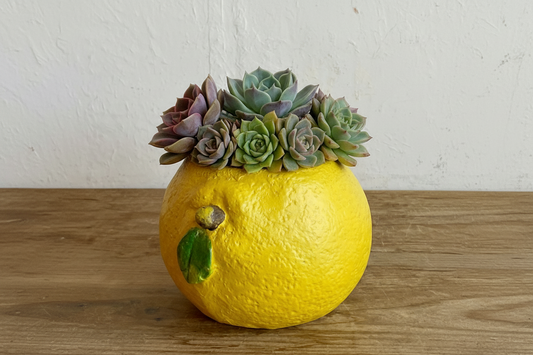 🍋 【肉肉植物園】仲夏樂園!鮮黃巨萌檸檬 X 夢幻多肉多重奏 (少數大盆限量版|開箱即擺|專業多肉拼盤種植到好)