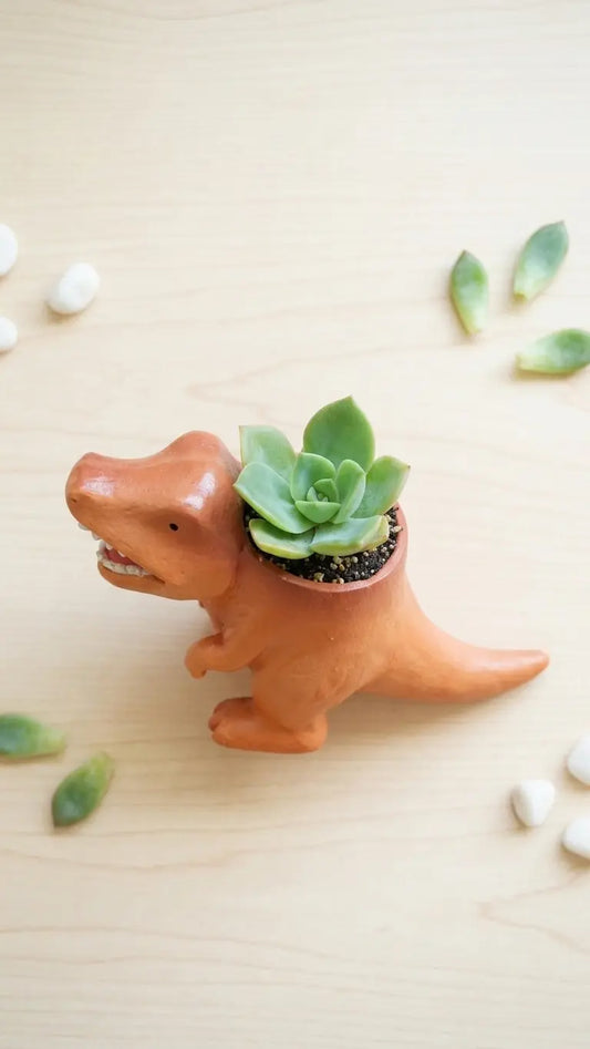 🦖 【拼肉肉】肉肉玩具箱|史前巨獸 3 入組 X 真實一吋多肉盲盒 (暴龍+三角龍+化石|一次帶回三隻|含盆土專業組裝) 拼肉肉 Puzzle Of Succulent