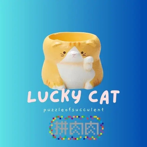 【肉肉動物園】招財貓咪多肉盲盒 拼肉肉 Puzzle Of Succulent