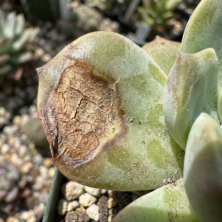 ROS 活性氧的破壞：別低估「秋老虎」的威力