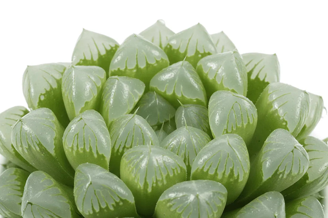 【拼肉肉圖鑑】為什麼大家都愛「玉露」？那些你一定要認識的果凍系多肉家族！💎 - 拼肉肉 Puzzle Of Succulent