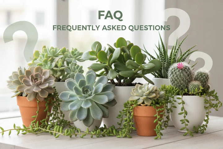 Q4：請問盲盒裡面的植物可以指定嗎？ 拼肉肉 Puzzle Of Succulent
