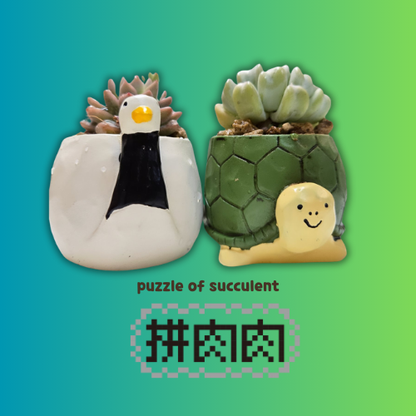 【肉肉動物園】吉祥龜鶴多肉植物盲盒