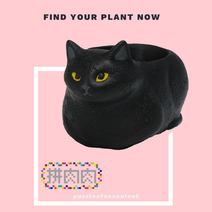 [Meaty Zoo] Black and white double cat plant blind box [Meaty Zoo] Cat black and white cat creative pink fleshy palm succulent flower pot, plant blind box X2 delivery