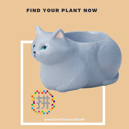 【肉肉大動物園】貓咪多肉創意花盆盲盒隨機出貨X1