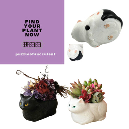[Meaty Zoo] Black and white double cat plant blind box [Meaty Zoo] Cat black and white cat creative pink fleshy palm succulent flower pot, plant blind box X2 delivery