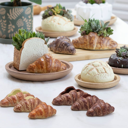 🥐 【拼肉肉】肉肉甜點店｜法式金黃可頌 Ｘ 真實多肉盲盒 (S/M尺寸任選｜零熱量的法式浪漫｜含盆土專業組裝)