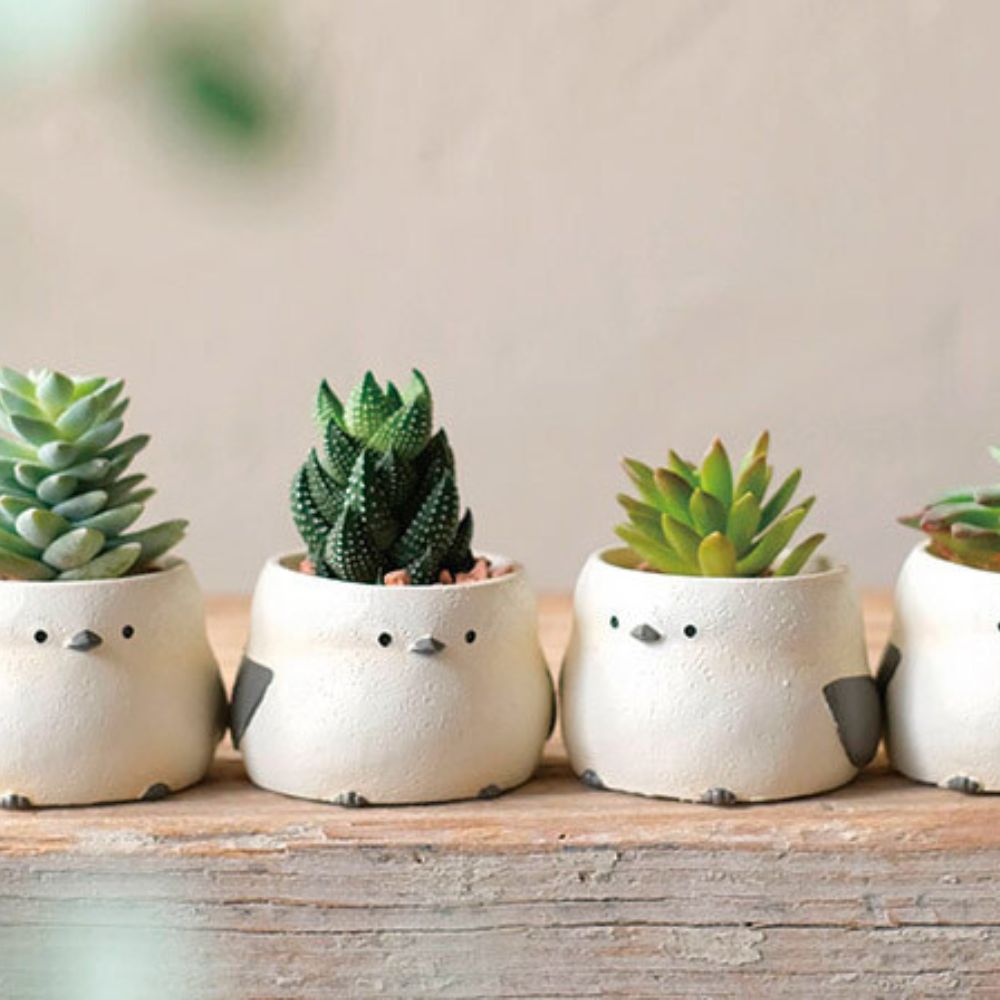 【肉肉動物園】-長尾山雀植物盲盒（單入/多入）多肉一吋盆