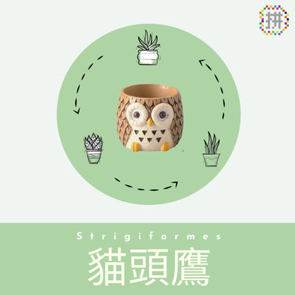 【肉肉動物園】-日本進口雙色貓頭鷹多肉植物盲盒X2 每色各1