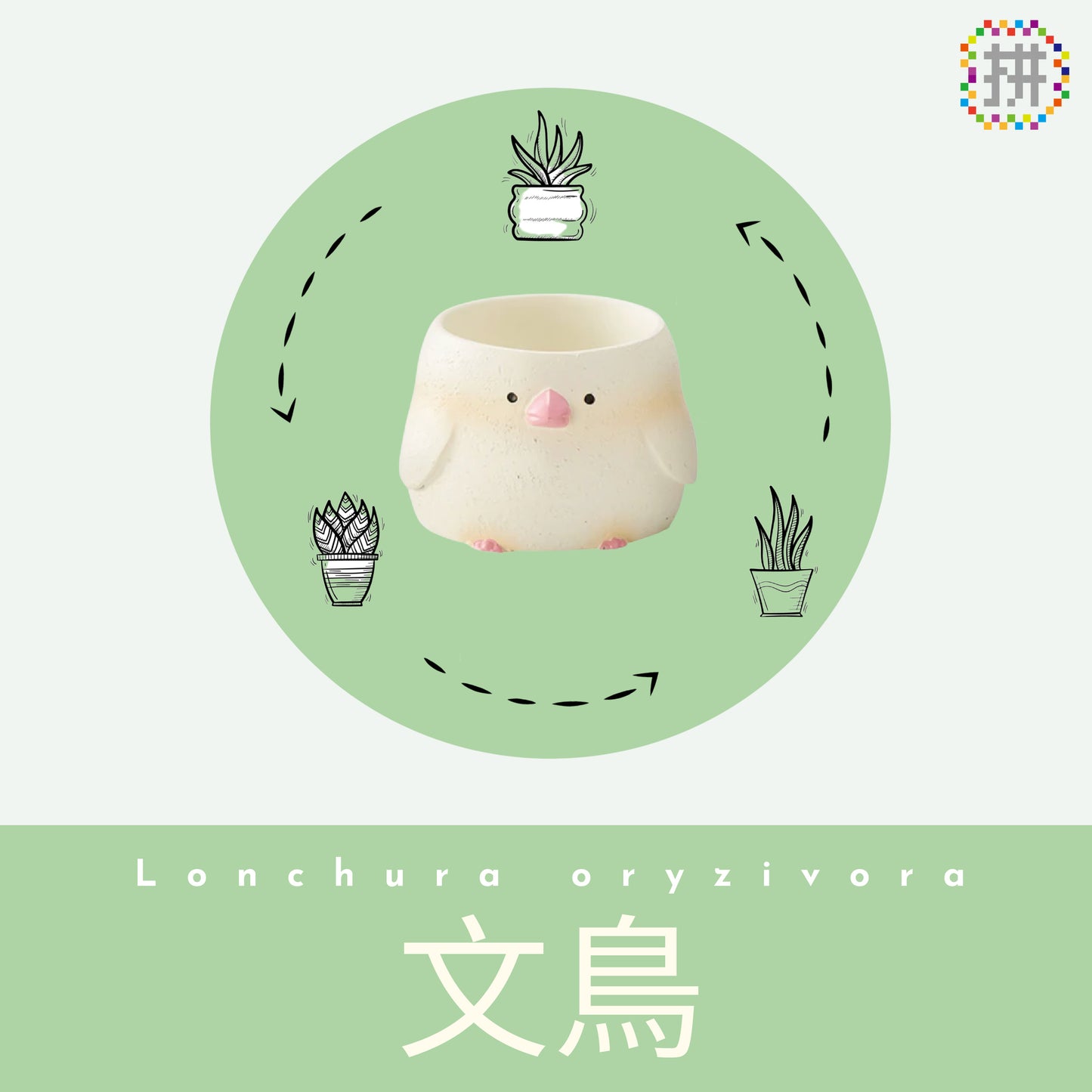 【肉肉動物園】-日本進口雙色文鳥多肉植物盲盒X2