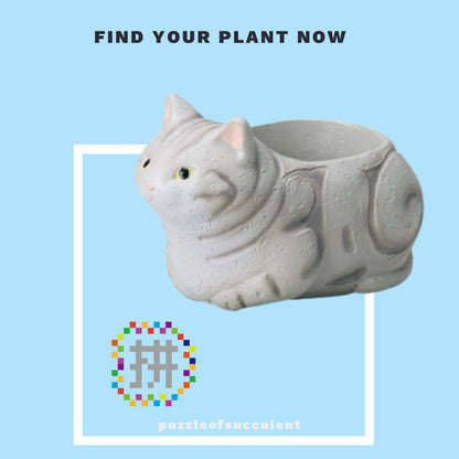 【肉肉大動物園】貓咪多肉創意花盆盲盒隨機出貨X1