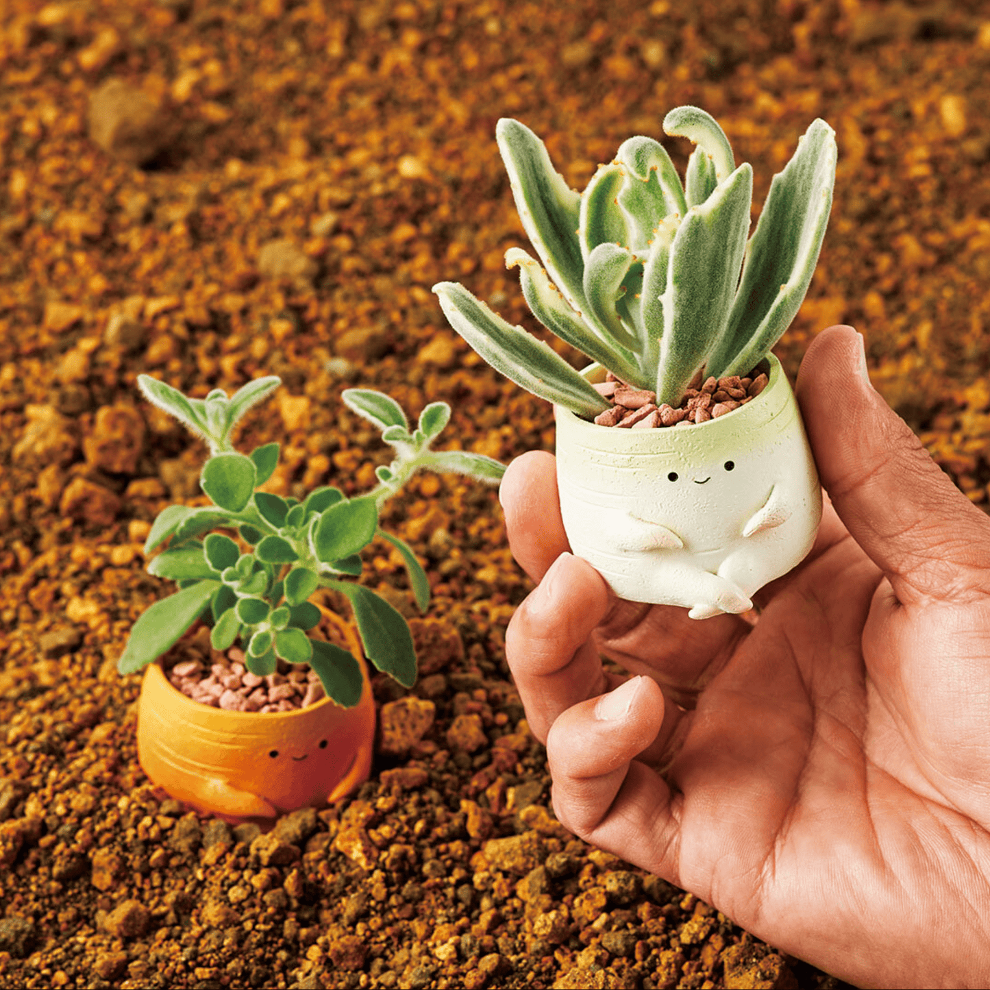 【肉肉植物園】紅白蘿蔔 多肉植物套組（總件數2) - 拼肉肉 Puzzle Of Succulent