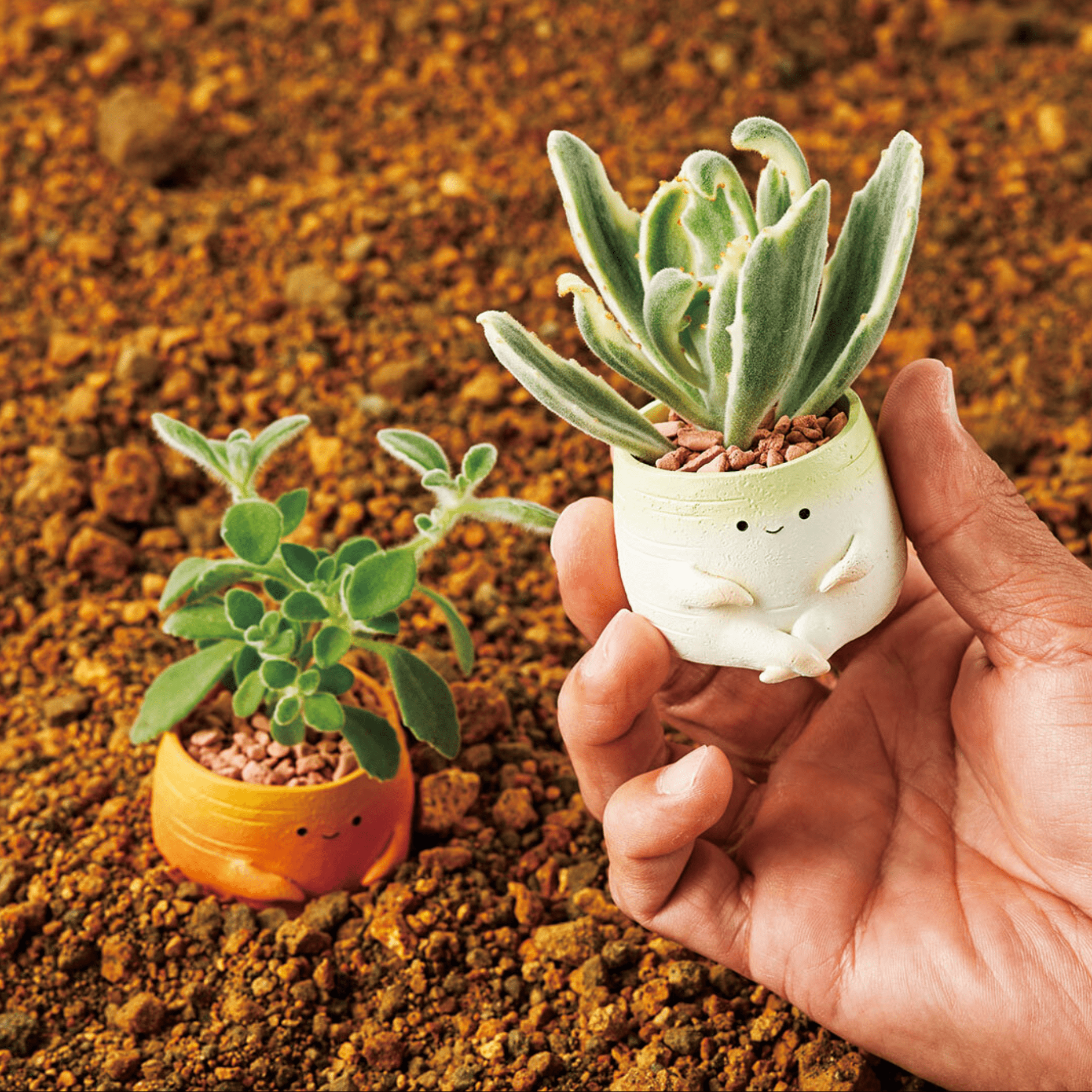 【肉肉植物園】紅白蘿蔔 多肉植物套組（總件數2) - 拼肉肉 Puzzle Of Succulent