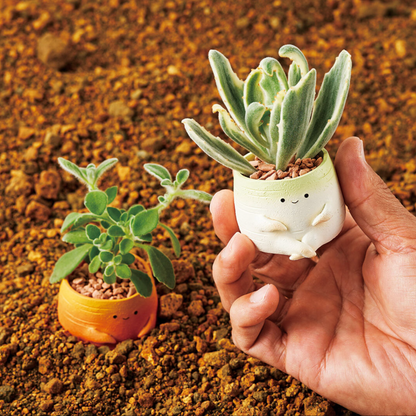 [Succulent Plant Garden] Good Luck Succulent Plant Set (Total 3 pieces)