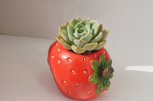 🍓 【肉肉植物園】甜莓花園！立體草莓造型 Ｘ 夢幻 3 寸多肉 (開箱即擺｜視覺系甜點植栽｜含專業介質種植到好)