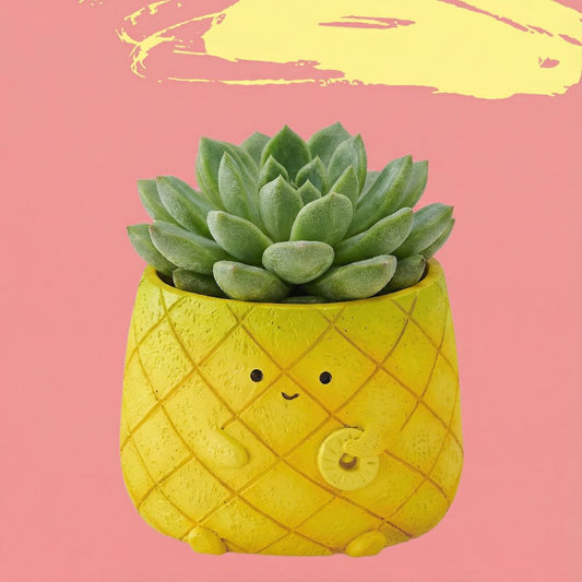 【肉肉植物園】好運旺來！鳳梨多肉植物盲盒 (單入/多肉組｜招財開運｜辦公室桌寵｜DIY療癒植栽)