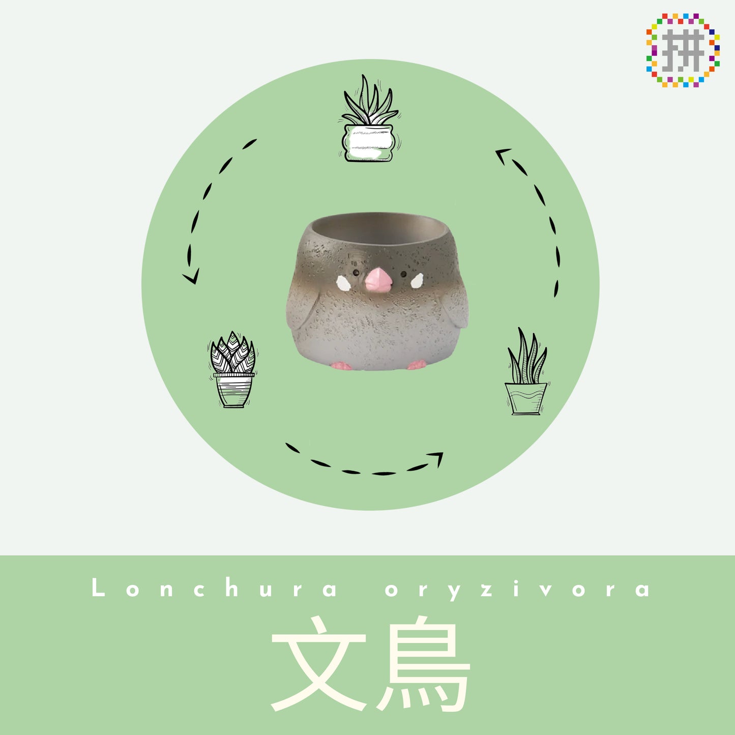 【肉肉動物園】-日本進口雙色文鳥多肉植物盲盒X2