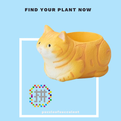 【肉肉大動物園】貓咪創意粉紅肉掌多肉花器，植物盲盒X2