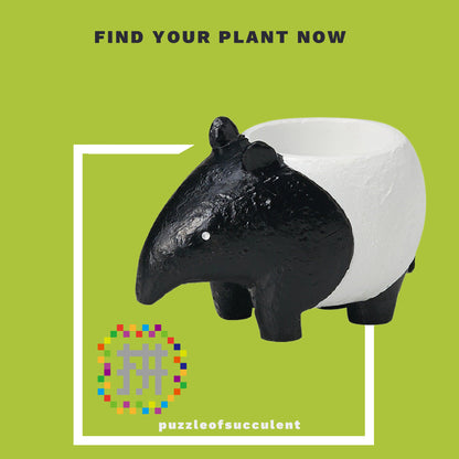 【肉肉大動物園】馬來貘多肉植物盲盒