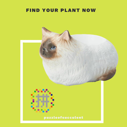 【肉肉大動物園】貓咪創意粉紅肉掌多肉花器，植物盲盒X2