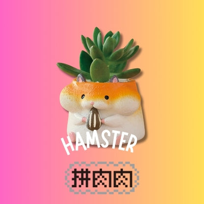 【肉肉動物園】倉鼠哈姆太郎三色多肉植物盲盒