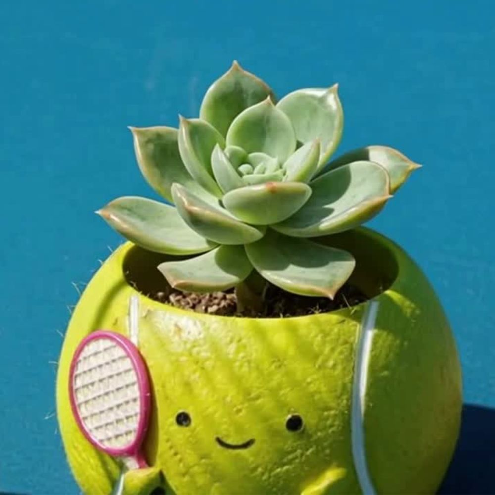 🎾【肉肉運動場】熱血網球多肉盲盒 (Tennis)