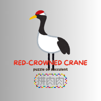 【肉肉動物園】吉祥龜鶴多肉植物盲盒