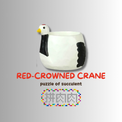 【肉肉動物園】吉祥龜鶴多肉植物盲盒