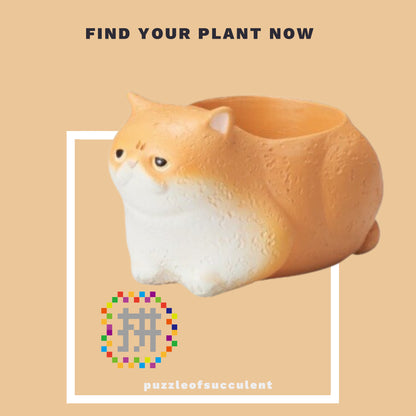 【肉肉大動物園】貓咪多肉創意花盆盲盒隨機出貨X1