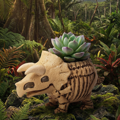 🦖 【肉肉玩具箱】三角龍化石 Ｘ 真實一吋多肉盲盒 (開箱即擺｜辦公桌上的侏羅紀探險｜含盆土專業組裝)