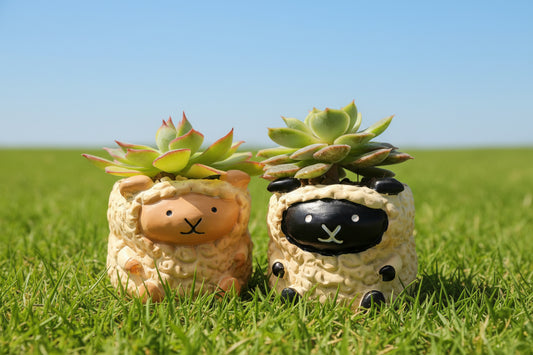 【肉肉動物園】牧場直送！呆萌黑面羊與軟萌綿羊 真實多肉微型盆栽 (款式任選｜辦公桌療癒萌寵｜含盆土專業組裝)