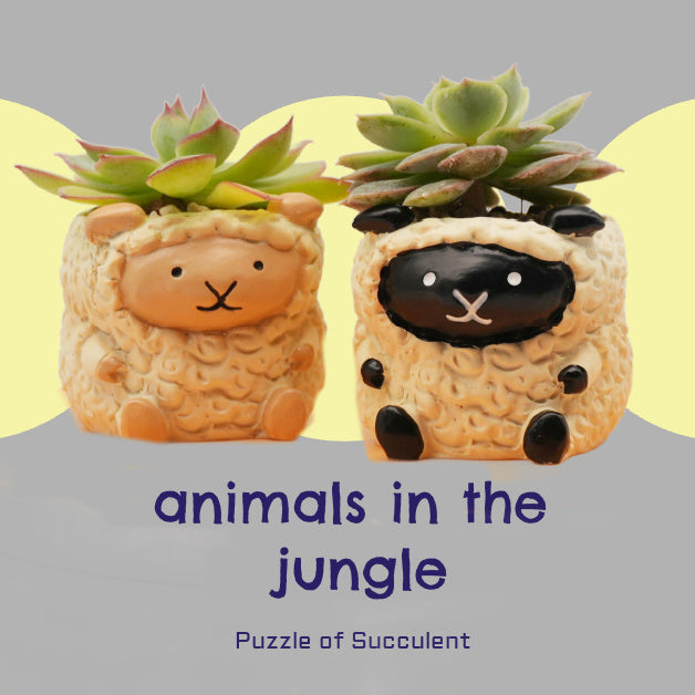 【肉肉動物園】牧場直送！呆萌黑面羊與軟萌綿羊 真實多肉微型盆栽 (款式任選｜辦公桌療癒萌寵｜含盆土專業組裝)