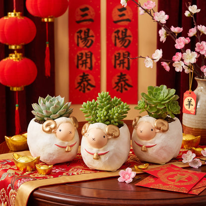 🐑  預購【拼肉肉】馬年搶瘋的生肖款來了！羊年限定「羊羊得意」多肉盲盒 (含盆土專業組裝) 預購