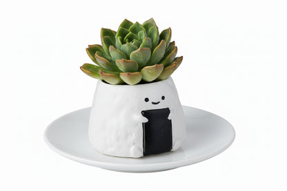 🍔🍙🍞 【肉肉早餐店】・元氣三寶真實多肉植物盲盒 (漢堡/吐司/飯糰｜零熱量早午餐｜辦公桌微型盆栽｜含盆土) 一吋多肉花盆