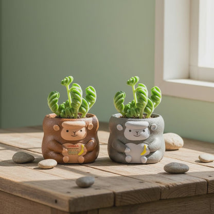 【肉肉動物園】香蕉狂熱！叢林金剛多肉盆栽 (雙色一組)