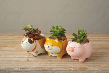 可愛的三隻多肉植物盆栽，包含貓、狗和豬，完美搭配【肉肉動物園】站得穩系列盲盒單品