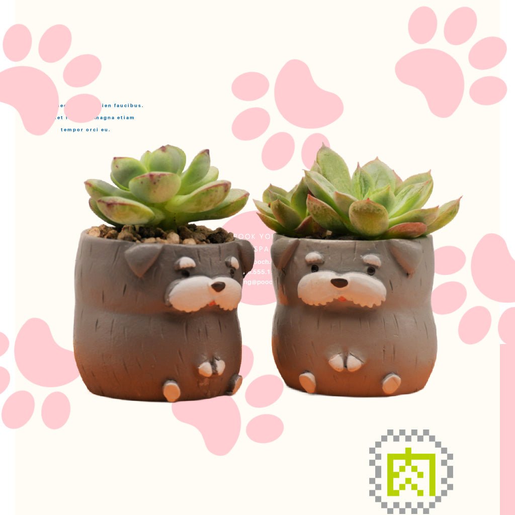 【肉肉動物園】老夫子雪納瑞雙色多肉植物盲盒 - 拼肉肉 Puzzle Of Succulent