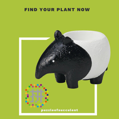 【肉肉大動物園】馬來貘多肉植物盲盒 - 拼肉肉 Puzzle Of Succulent