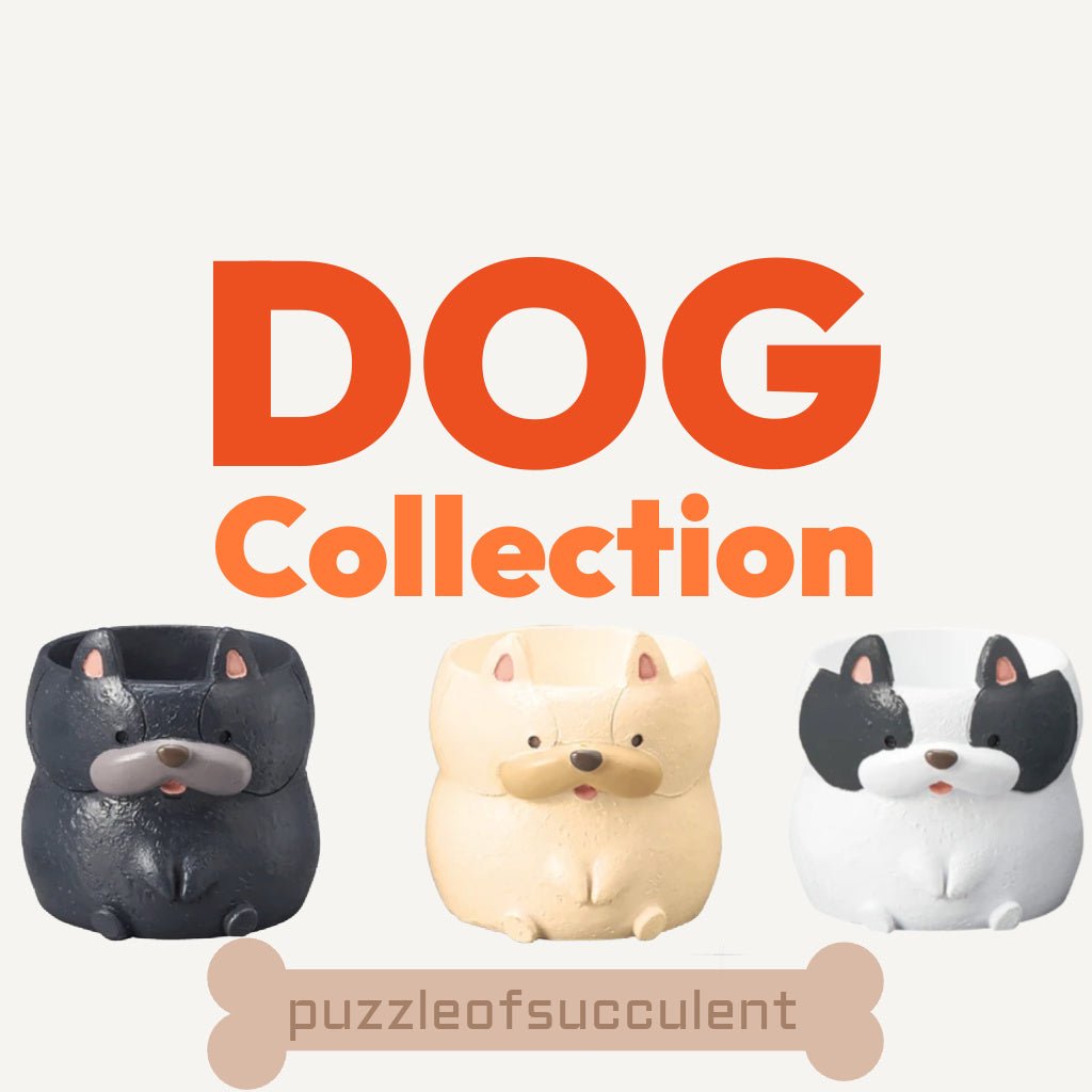 【肉肉動物園】法國鬥牛犬三色多肉植物盲盒 - 拼肉肉 Puzzle Of Succulent
