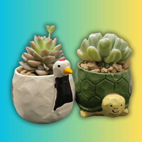 【肉肉動物園】吉祥龜鶴多肉植物盲盒 - 拼肉肉 Puzzle Of Succulent