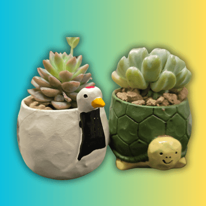 【肉肉動物園】吉祥龜鶴多肉植物盲盒 - 拼肉肉 Puzzle Of Succulent