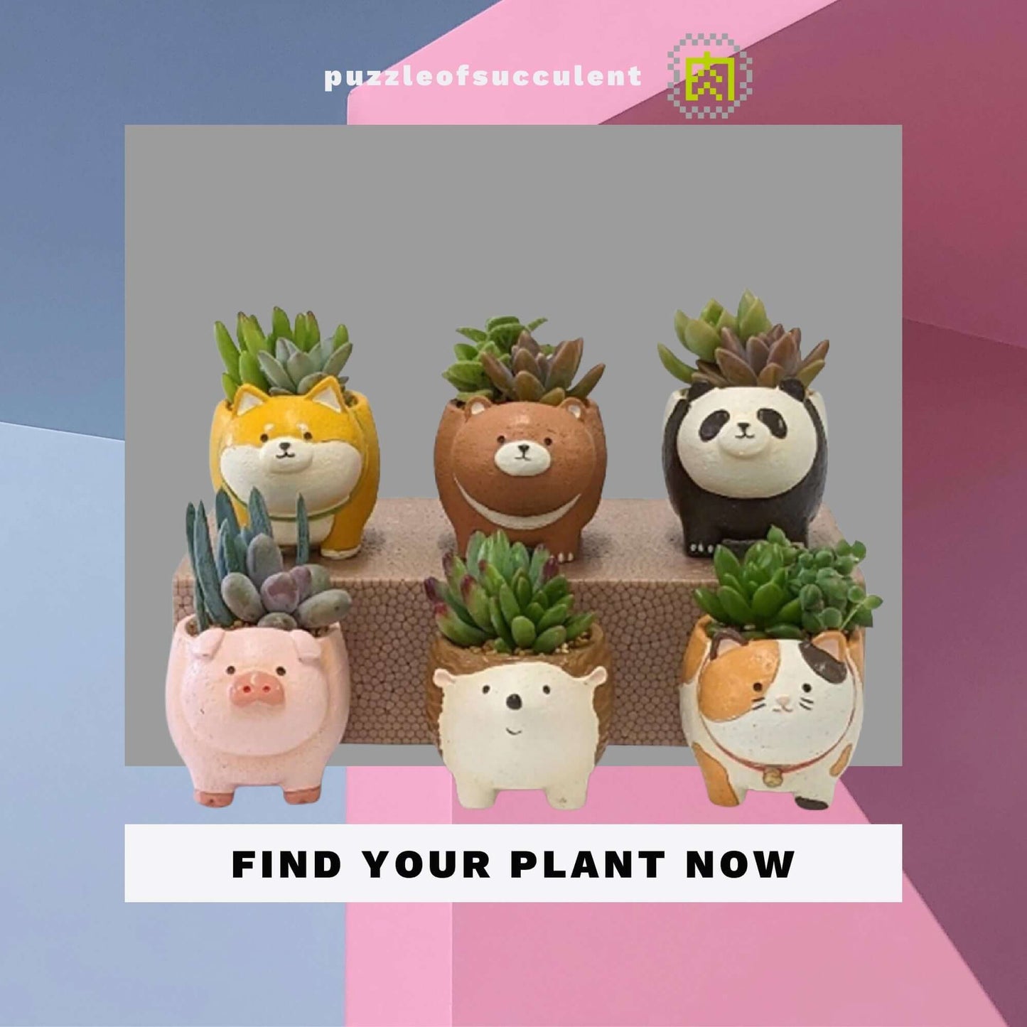 【肉肉動物園】站得穩系列盲盒單品，六隻可愛萌寵與多肉植物一起裝飾你的空間