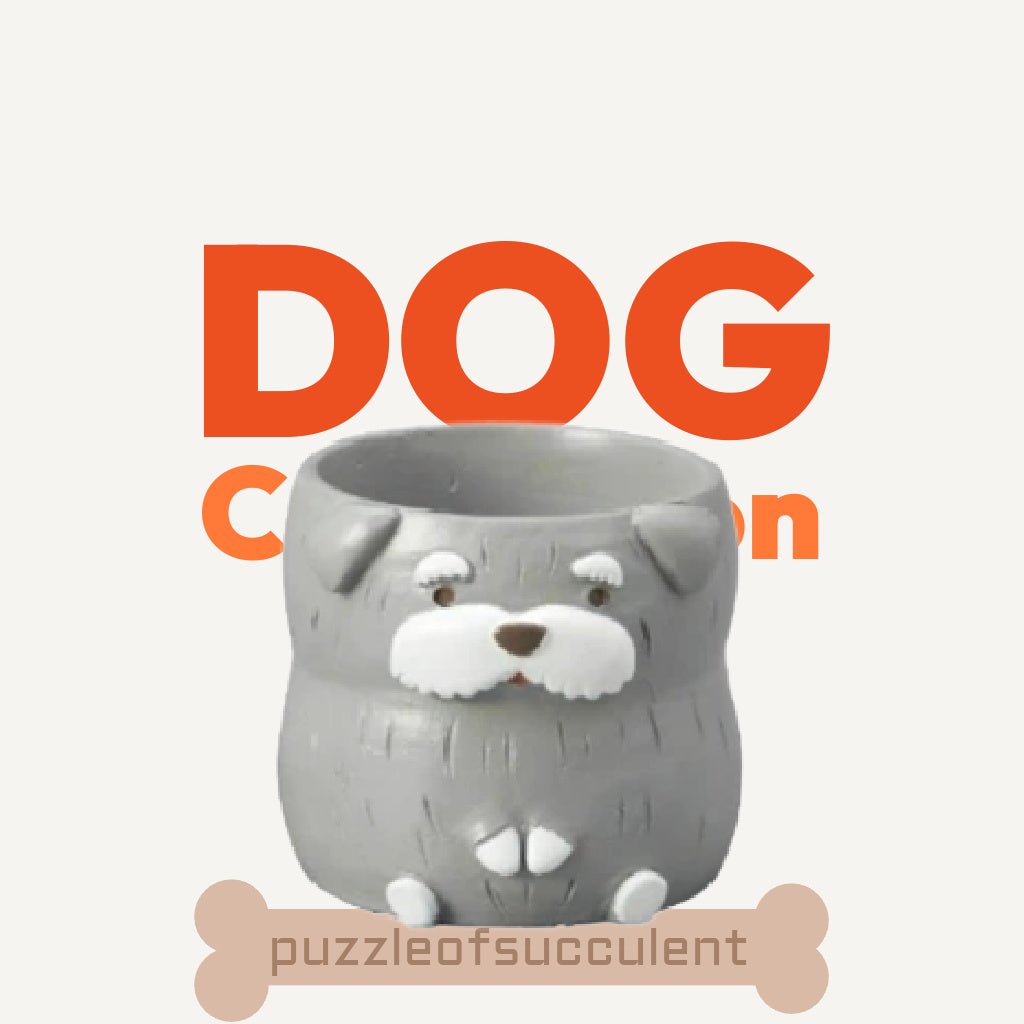 【肉肉動物園】老夫子雪納瑞雙色多肉植物盲盒 - 拼肉肉 Puzzle Of Succulent