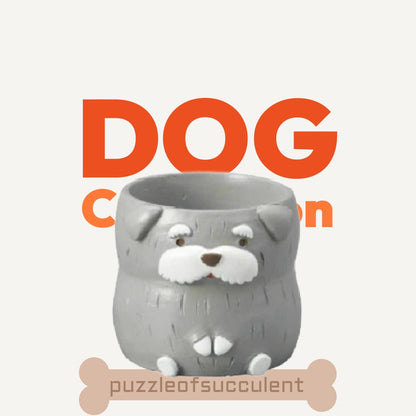 【肉肉動物園】老夫子雪納瑞雙色多肉植物盲盒 - 拼肉肉 Puzzle Of Succulent