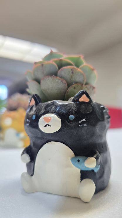 【肉肉動物園】魚你同行貓咪多肉花盆組合X3