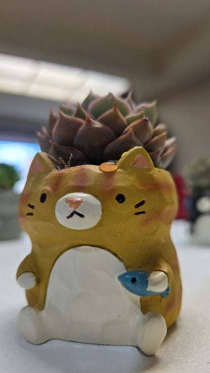 【肉肉動物園】魚你同行貓咪多肉花盆組合X3